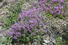 Thymus reverdattoanus