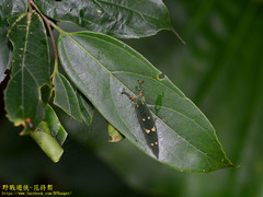 Hestina assimilis formosana