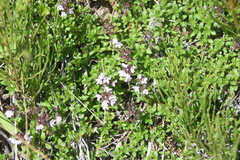 Thymus reverdattoanus