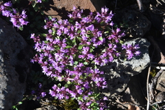 Thymus reverdattoanus