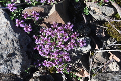 Thymus reverdattoanus