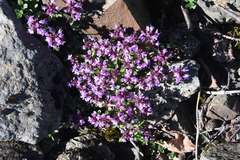 Thymus reverdattoanus