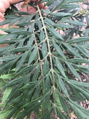 Grevillea robusta