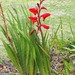 Gladiolus dalenii - Photo (c) Mike Lusk,  זכויות יוצרים חלקיות (CC BY-NC), הועלה על ידי Mike Lusk