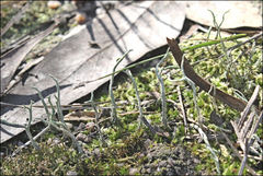 Cladonia corniculata