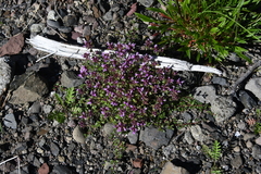 Thymus reverdattoanus