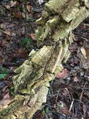 Cardiopteris moluccana