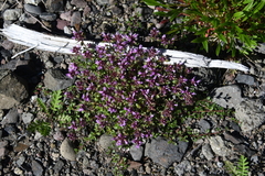 Thymus reverdattoanus