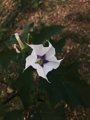 Datura stramonium
