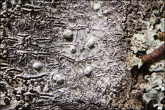 Pertusaria pertractata