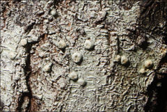 Pertusaria pertractata