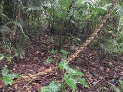 Cardiopteris moluccana
