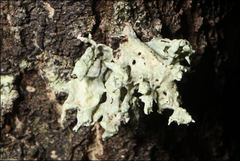 Ramalina inflata