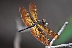 Rhyothemis obsolescens
