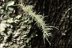 Usnea inermis