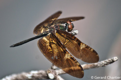 Rhyothemis obsolescens