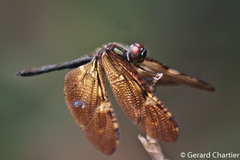 Rhyothemis obsolescens