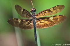 Rhyothemis obsolescens