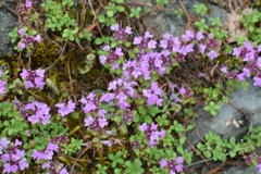 Thymus reverdattoanus