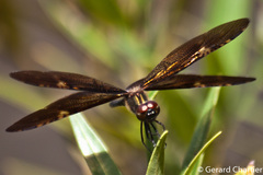 Rhyothemis obsolescens