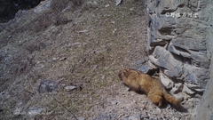 Marmota baibacina