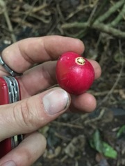 Phaleria clerodendron