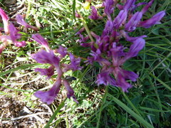 Astragalus monspessulanus monspessulanus