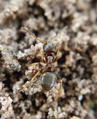 Lasius pallitarsis
