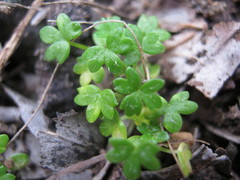 Hydrocotyle foveolata