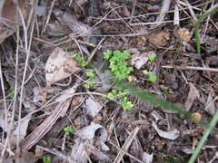 Hydrocotyle foveolata