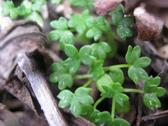 Hydrocotyle foveolata
