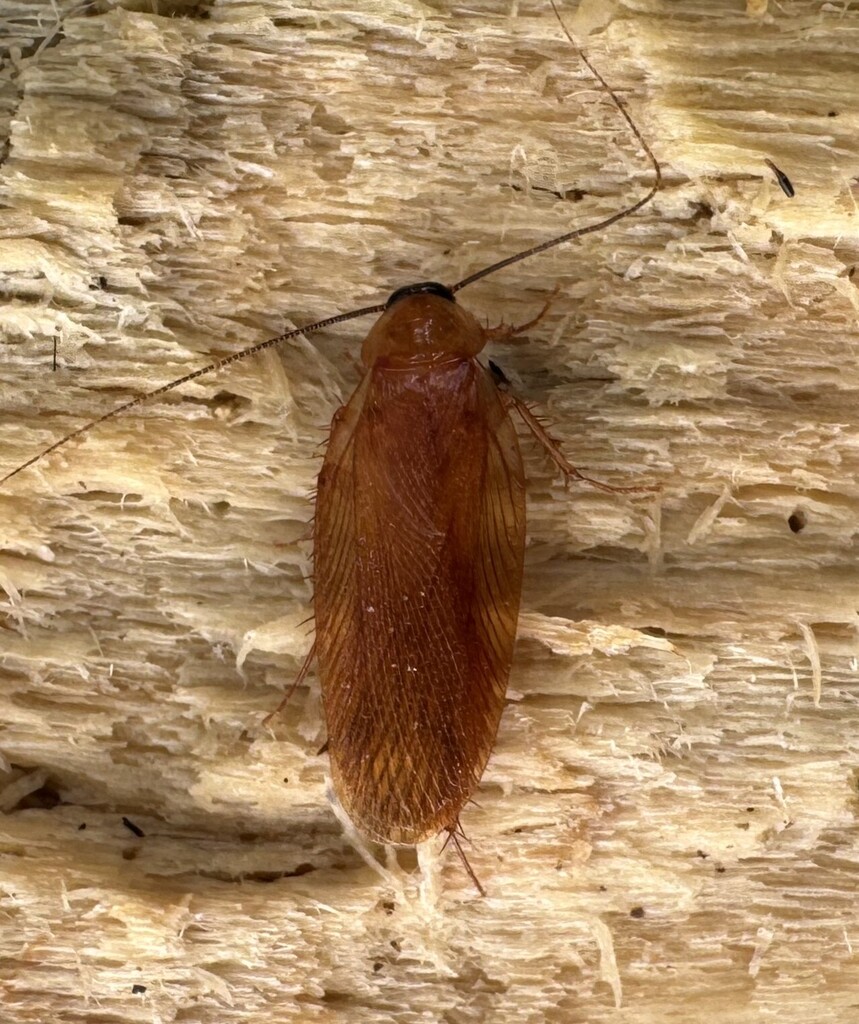Virginia Wood Cockroach from Co. Rd. 275, Lauderdale County, AL, USA on ...