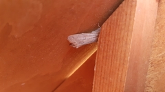 Orthosia gracilis