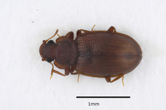 Enicmus testaceus