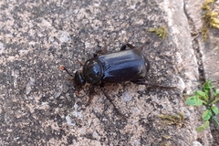 Nicrophorus humator