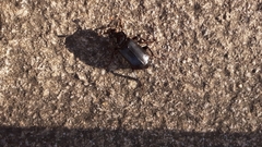 Nicrophorus humator