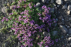Thymus reverdattoanus