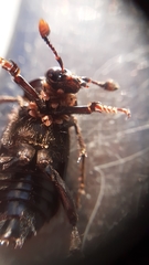 Nicrophorus humator