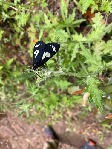 Wild Forget-me-not Moth photo 6