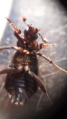 Nicrophorus humator