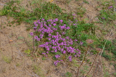 Thymus reverdattoanus