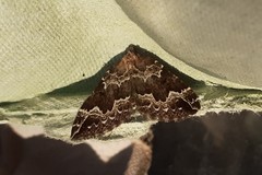 Lampropteryx suffumata