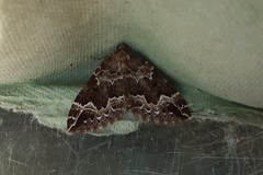 Lampropteryx suffumata