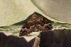 Lampropteryx suffumata