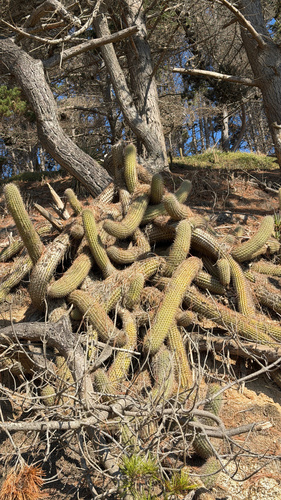 Leucostele litoralis, photograph 2