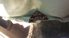 Lampropteryx suffumata