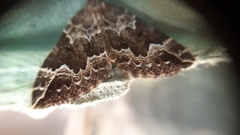 Lampropteryx suffumata