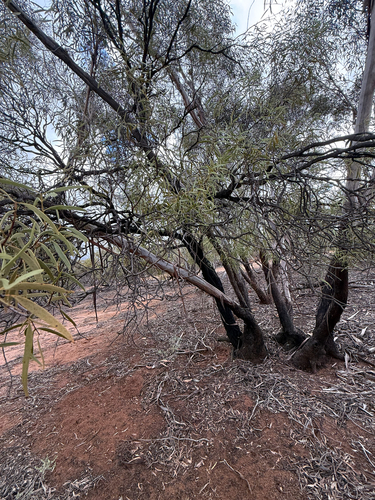 Desert Quandong
