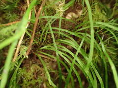 Haplopteris graminea