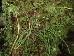 Haplopteris graminea